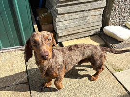 Male dachshund 2 years old