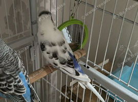 White pied budgie female with half blur and white bodywith cage