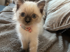 Ragdoll female kitten