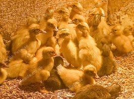 ***SPECIAL***Crested Bantam & Indian Runner Duckling females