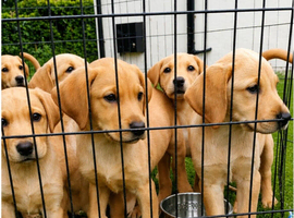 READY TO LEAVE Beautiful yellow labrador puppies