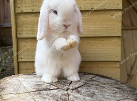 Pure bred mini lop buck