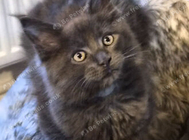 Maine coon pedigree kittens
