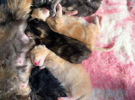 5 mainecoon mix kittens