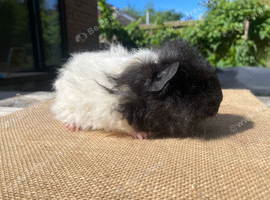 Black and white texel sow