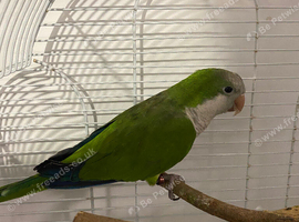 Semi Tame Quaker and Cage