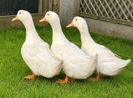 Aylesbury ducks at point of lay