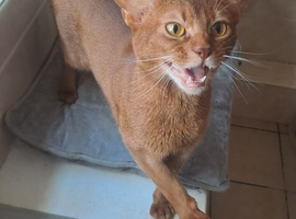 Sorrel pedigree aby is looking for a new home