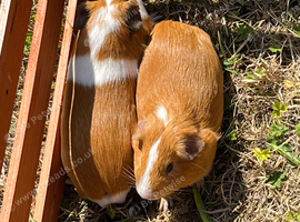 Guinea pigs and hutch