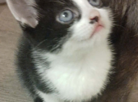 X3 kittens looking for their forever homes.