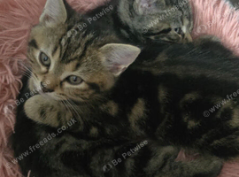 2 kittens