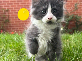 Pure Maine Coon kittens