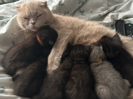 Scottish fold and straight kittens
