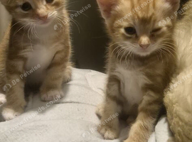Beautiful ginger kittens needing forever homes