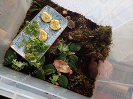African land snail and set up