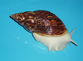 RETIC GIANT AFRICAN LAND SNAILS