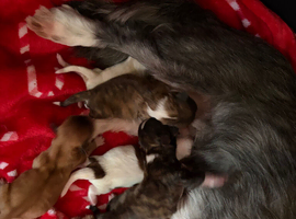 Lhasa Apso puppies for sale
