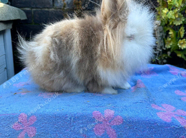 Lionheads Bunnies