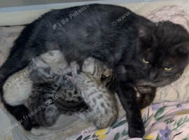 savannah x bengals