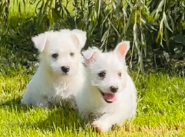 Adorable west highland terrier puppies