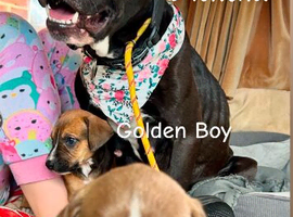 Athena x Ares Puppies &ndash; Not for Everyone