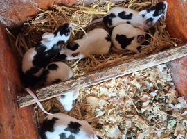 Fancy mice