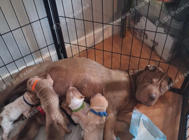 Adorble shar pei pups