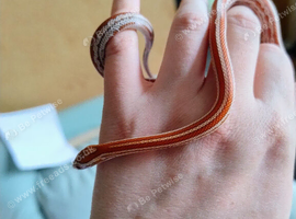 Young corn snake