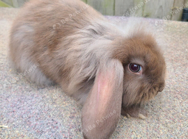 Baby rabbits ready now