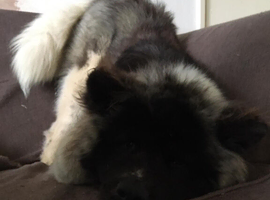 Male Akita