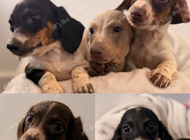 Dachshund 2boys 1girl