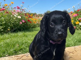 Cocker spaniels