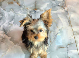 KC Registered Yorkshire Terrier Pupppies