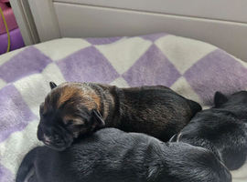 Border terrier puppies