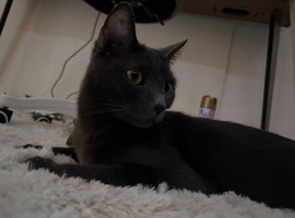 Urgent Rehome - Twinkle