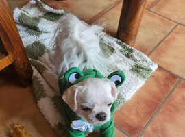 Korean Maltese boy for sale