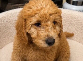 F1B Labradoodle Puppy
