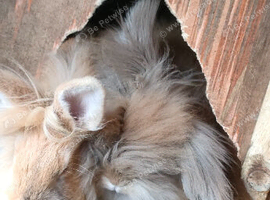 3 Lionhead Girls