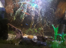 17litre full of fish