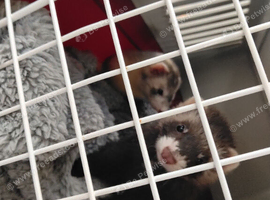 2 lovely baby ferrets