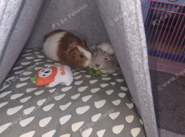 Girl guinea pigs with cage