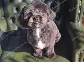 Upper Hound Dog Grooming