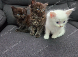 Ragdoll x Maine Coon kittens