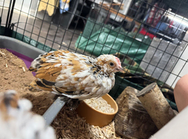 D&rsquo;Uccle and Serama roosters