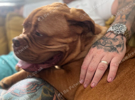 11month dogue de bordeaux &pound;500