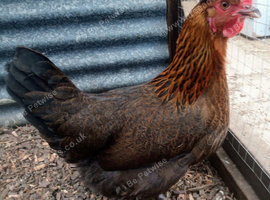 Chickens Pol available