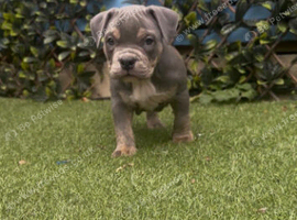 American Pocket Bullies