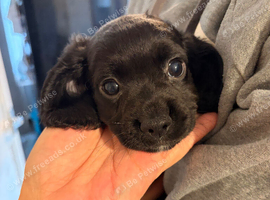 Chi Spaniel