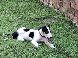 Male saluki greyhound