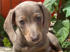 Last of litter miniature dachshund boy